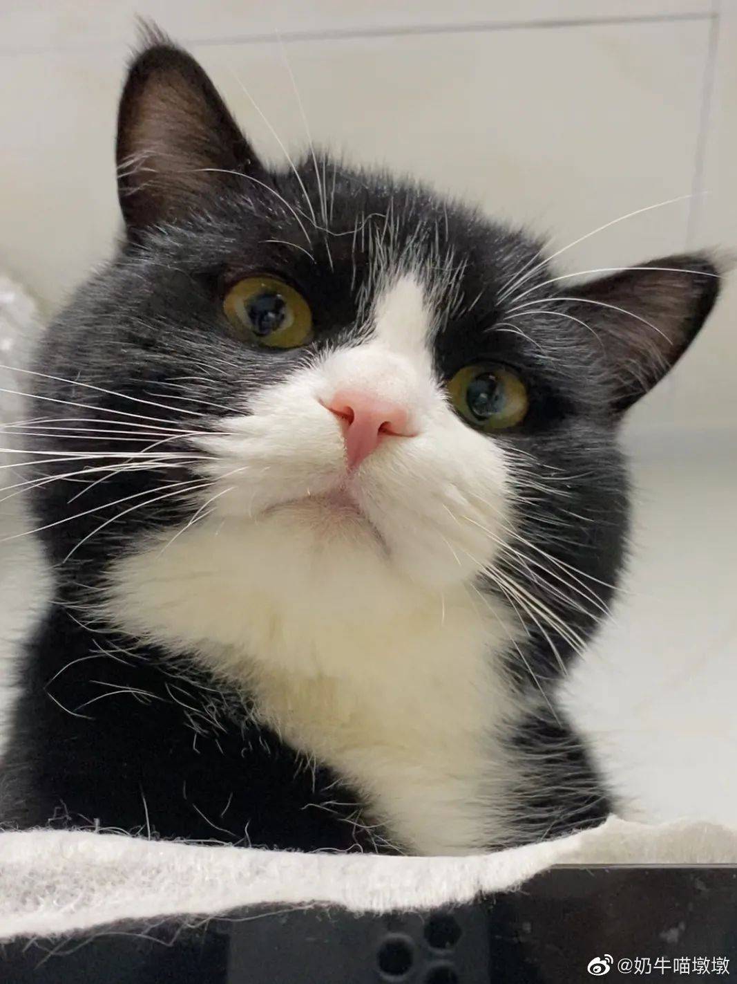 号称猫中二哈的奶牛猫颜值高起来也可以是盛世美颜