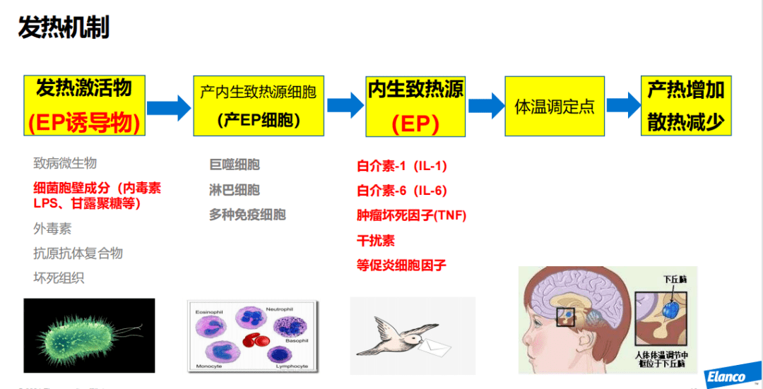 病理学中,发热是由内生致热源(ep,免疫学中称为促炎细胞因子)主导,下