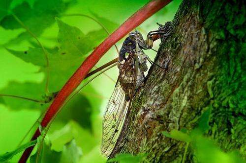 《夏蝉鸣》_叶密_鸟雀_知了