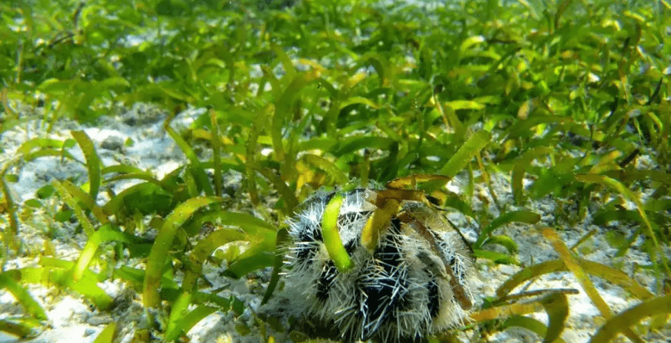此外,海草床作为一种被子植物,自然拥有极强的固碳能力.