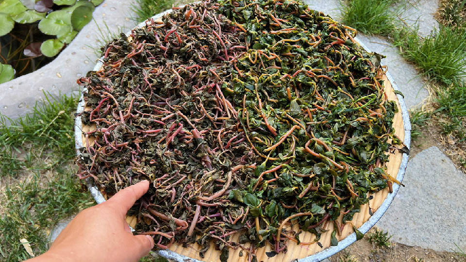 种:马齿笕,有天然抗生素的美称,被称为"长寿菜",又名:马齿菜,马蛇子菜