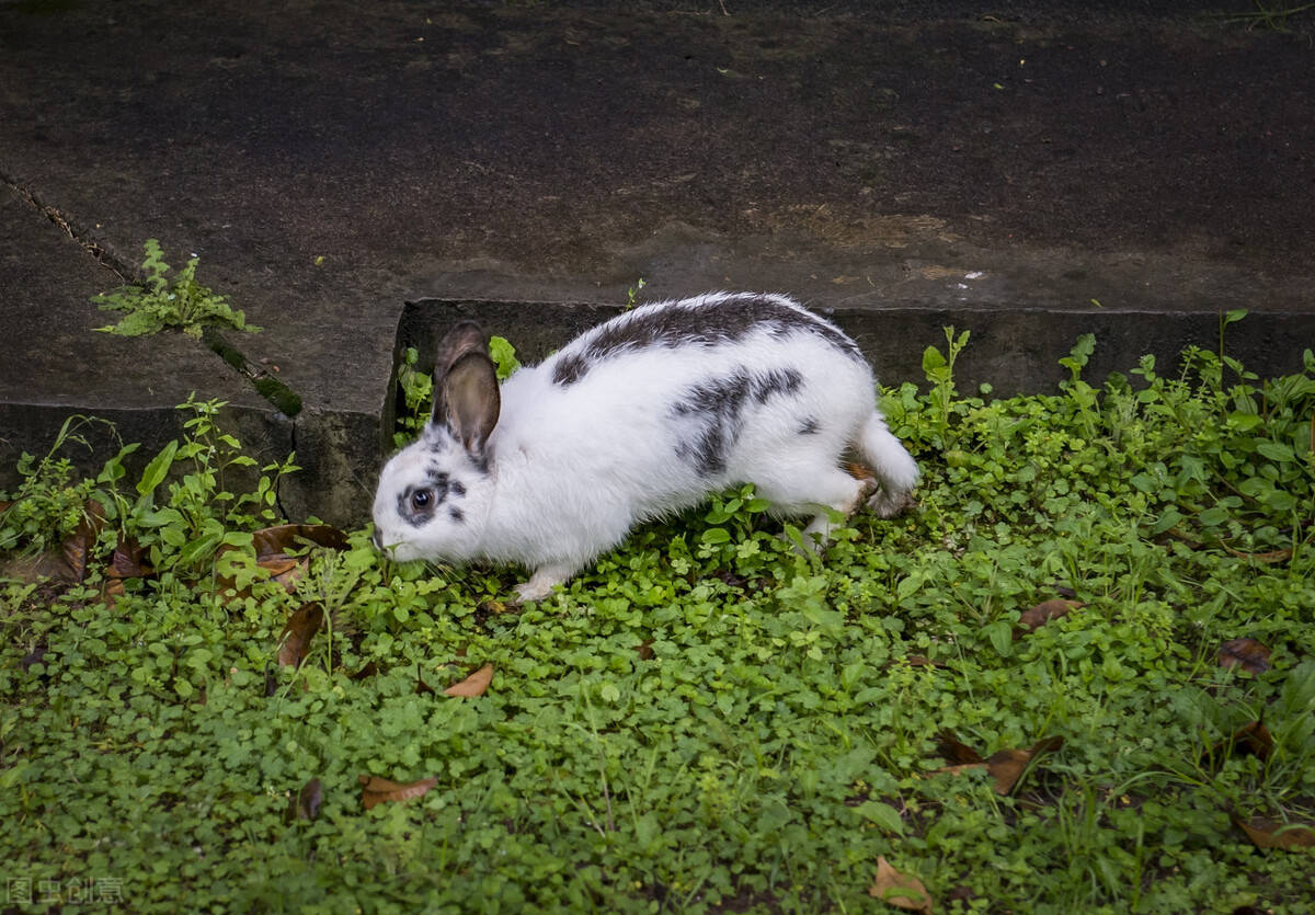 5对动物精彩救助瞬间,种族之间爱无界限,动物之间也能拔刀相助_考拉