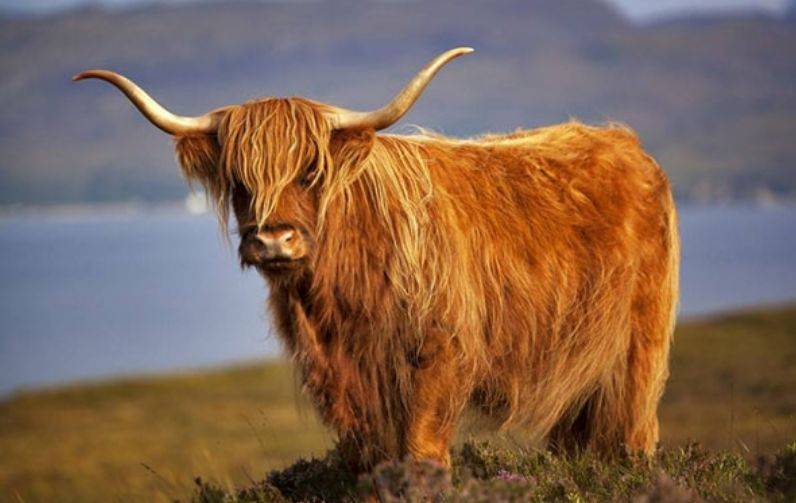 2,安科尔 - 瓦斯蒂牛这个品种的令人印象深刻的巨大牛角可以长达8英尺