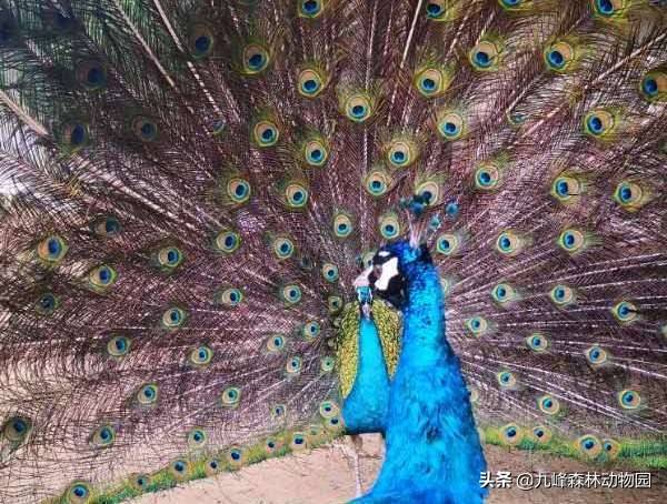 线上动物园 七夕 动物界求爱那些事儿 孔雀 雌鸟 舞蹈