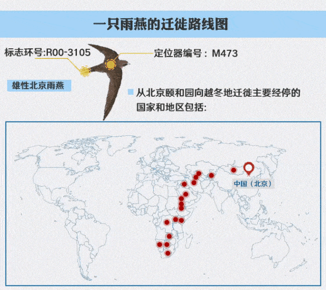 燕子迁徙路线图图片
