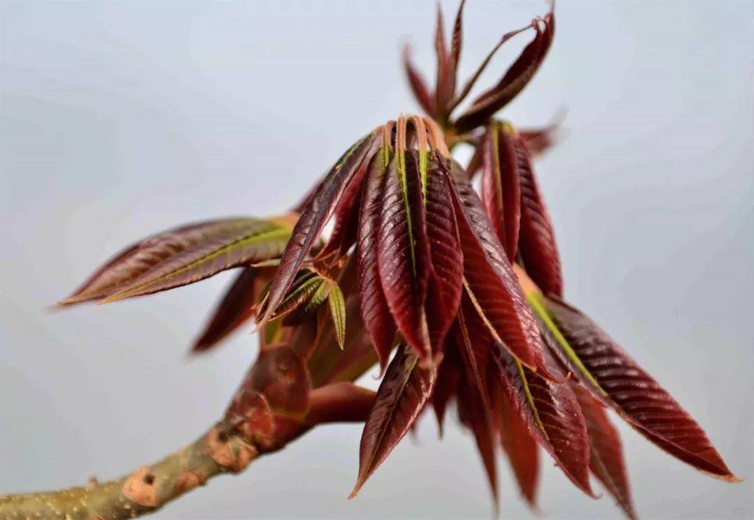 六、椿树《庄子·逍遥游》云:“上古有大椿者，以八千岁为秋。”因此椿树