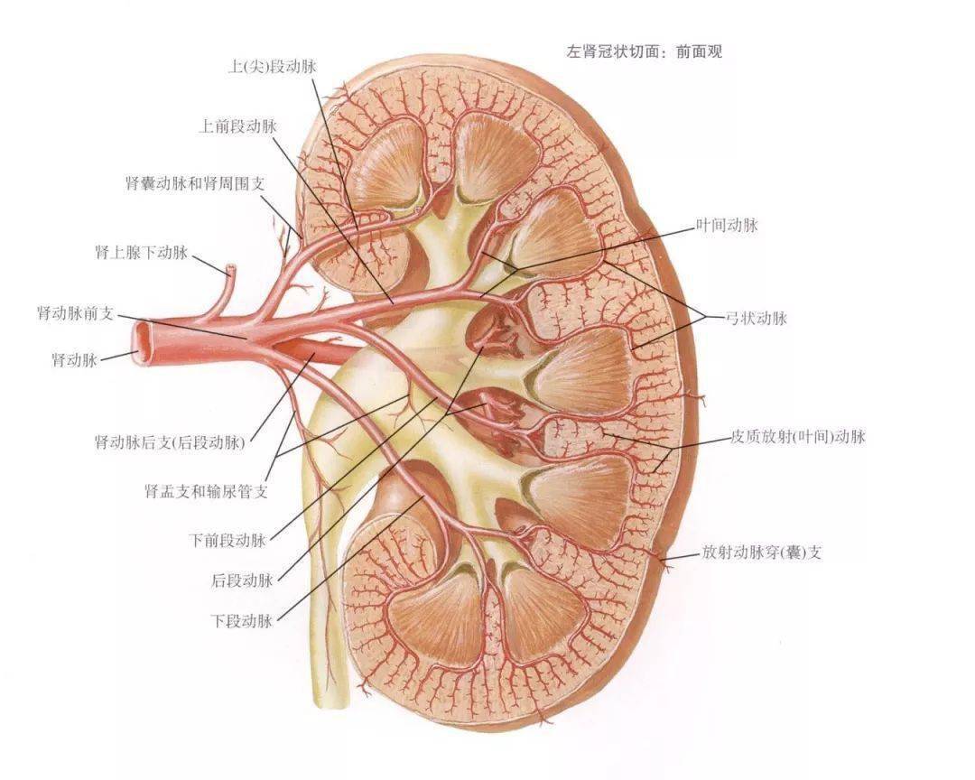 肾间质解剖图图片