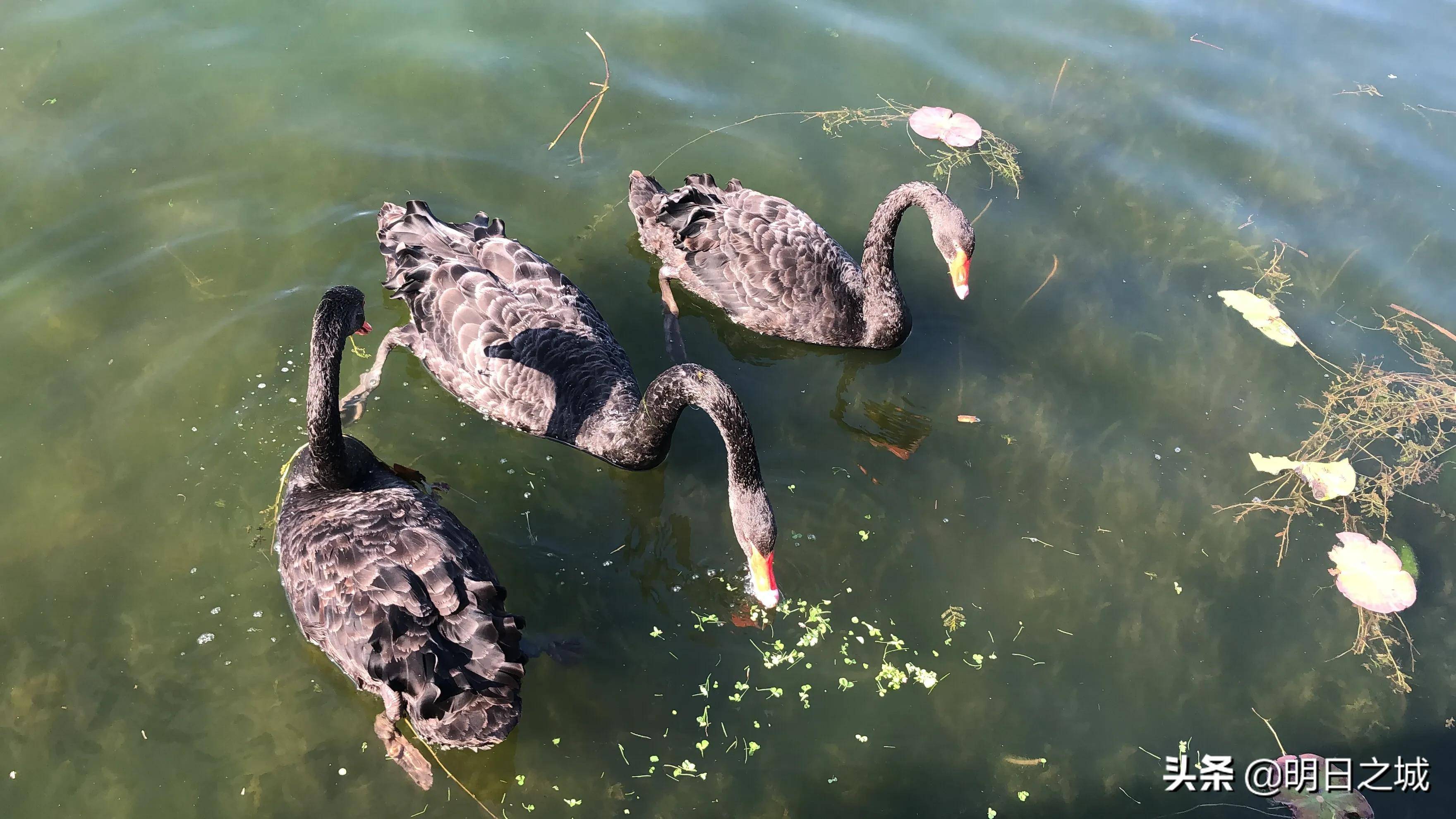原创长春这个公园黑天鹅在湖中嬉戏交颈缠绵画面太美