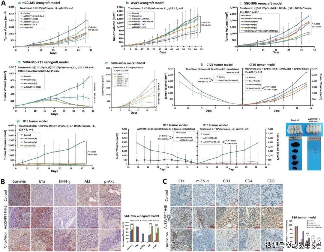 治疗协同抑制小鼠移植瘤生长oncoviron具有协同增效免疫治疗的机制