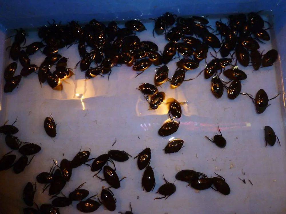 很多水生昆虫都是害虫,如蚊子,大田鳖等,但龙虱却不是,它不会吃水生