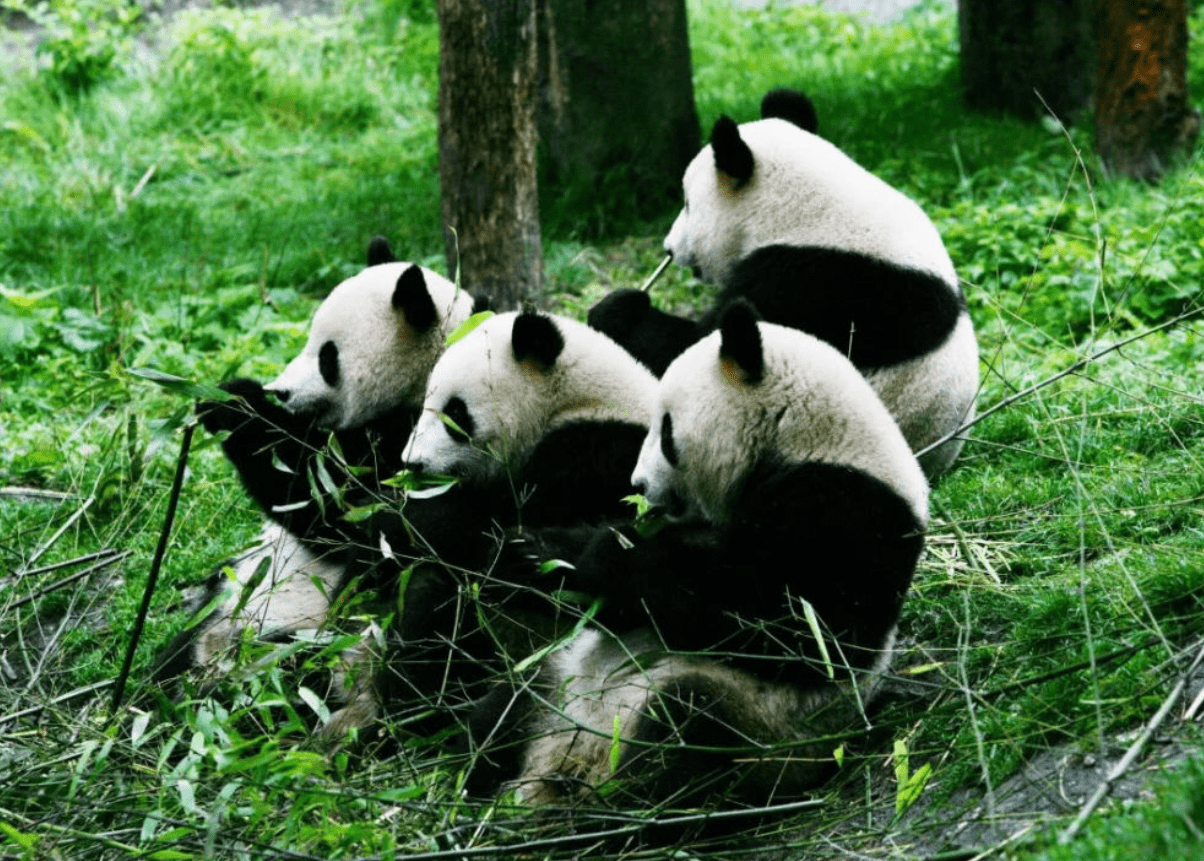 原创1800多只大熊猫被降级野外种群数量增加会不会跑到邻国去