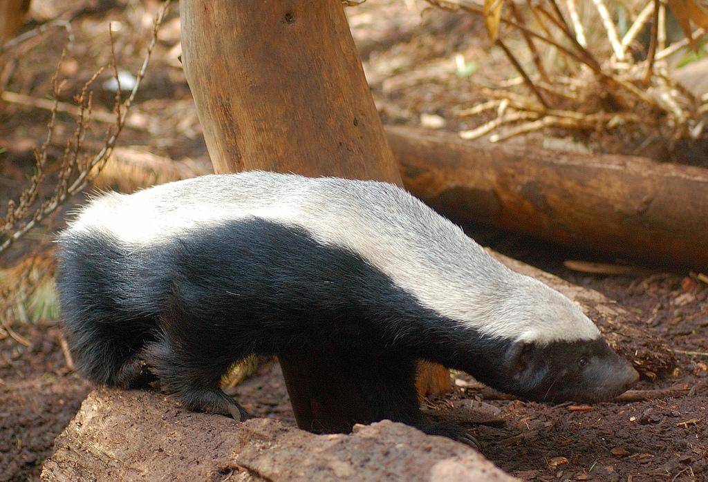 原创蜜獾横扫非洲毒蛇如果引进几只到中国蛇岛毒蛇会被吃光吗