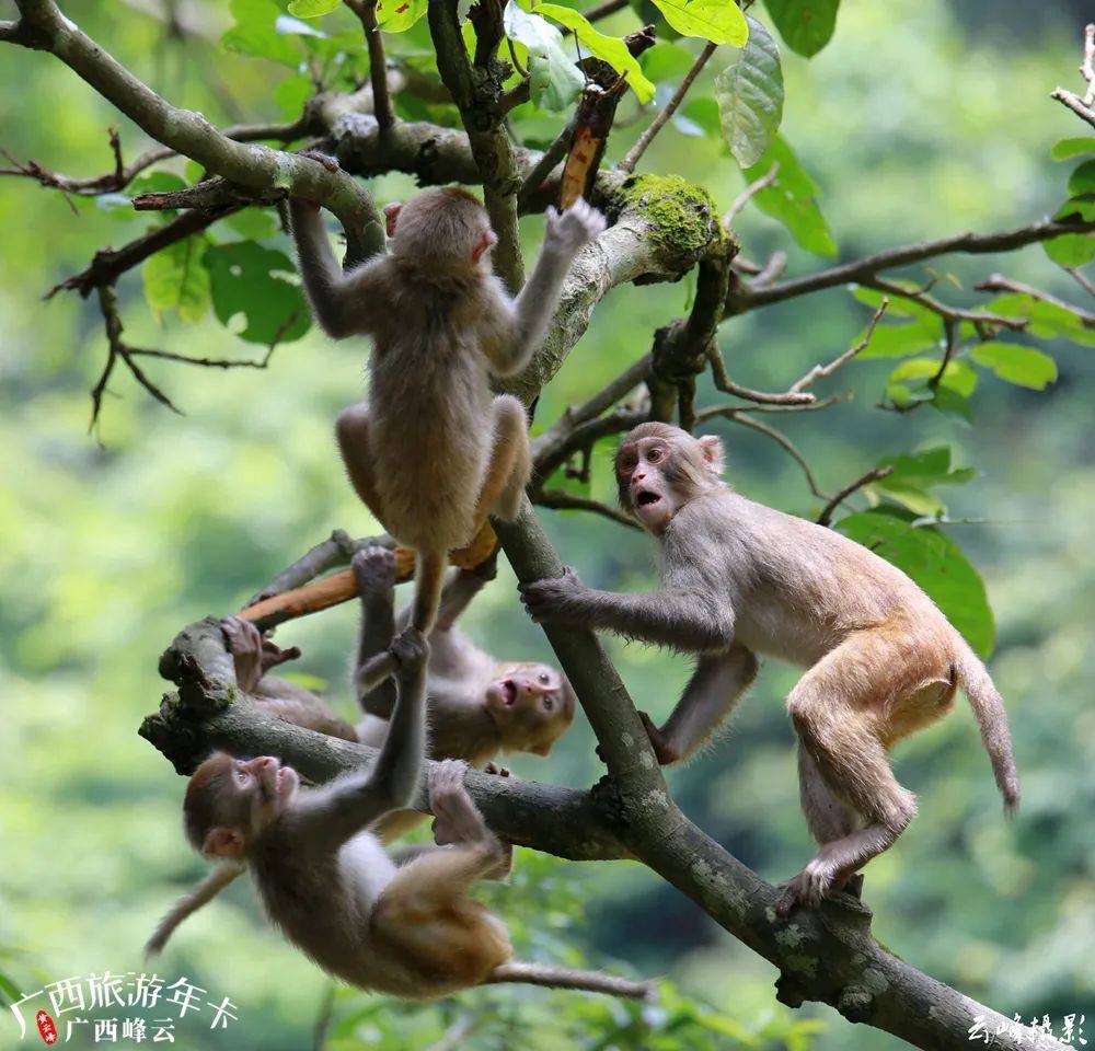 南宁这座避暑神山要火猴生百态一起去看猴宝广西旅游年卡