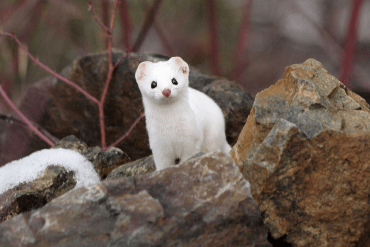 原创鼬科不好惹体长不到30厘米的伶鼬是个爱吃田鼠脑子的高手