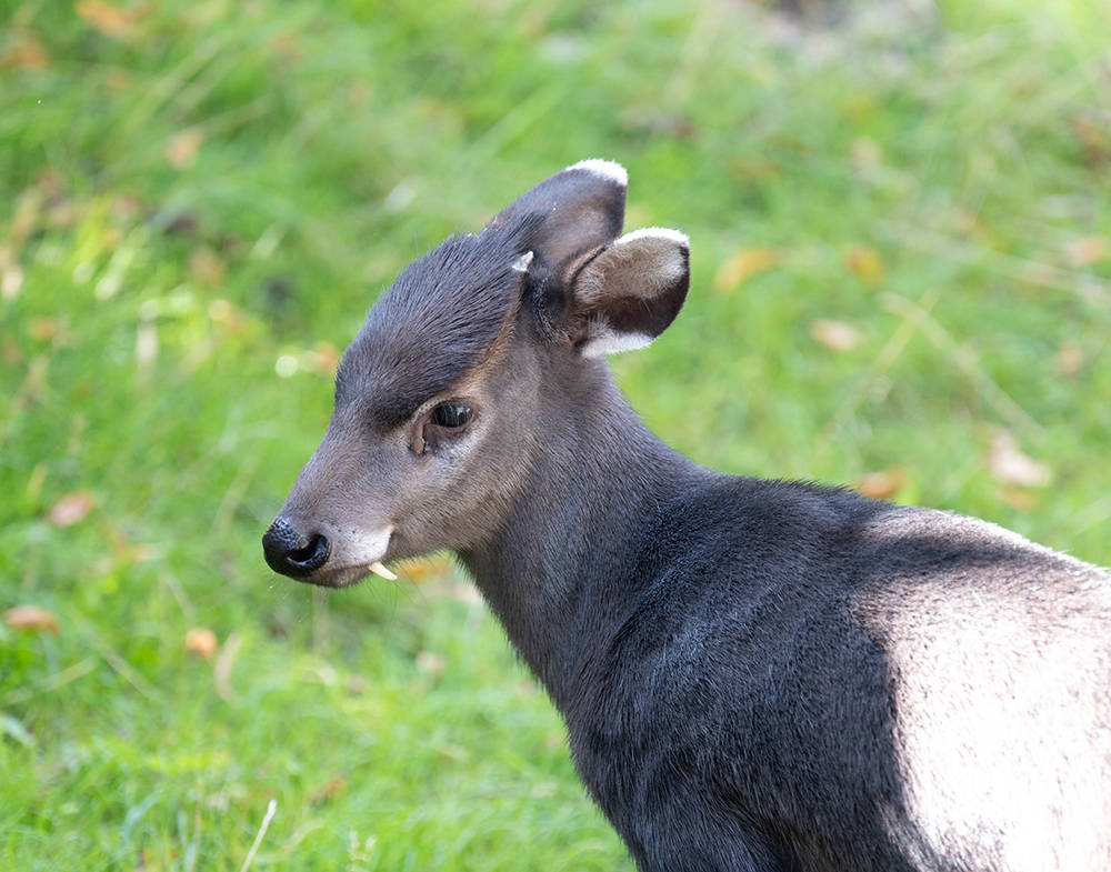 甘肃一保护区发现毛冠鹿,长有"吸血鬼牙",同类间打架会互啃_犬齿_毛发