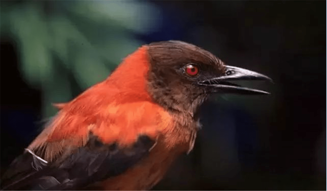 原创传说中的鸩鸟找到了羽毛有毒皮肤有毒比箭毒蛙还毒2倍