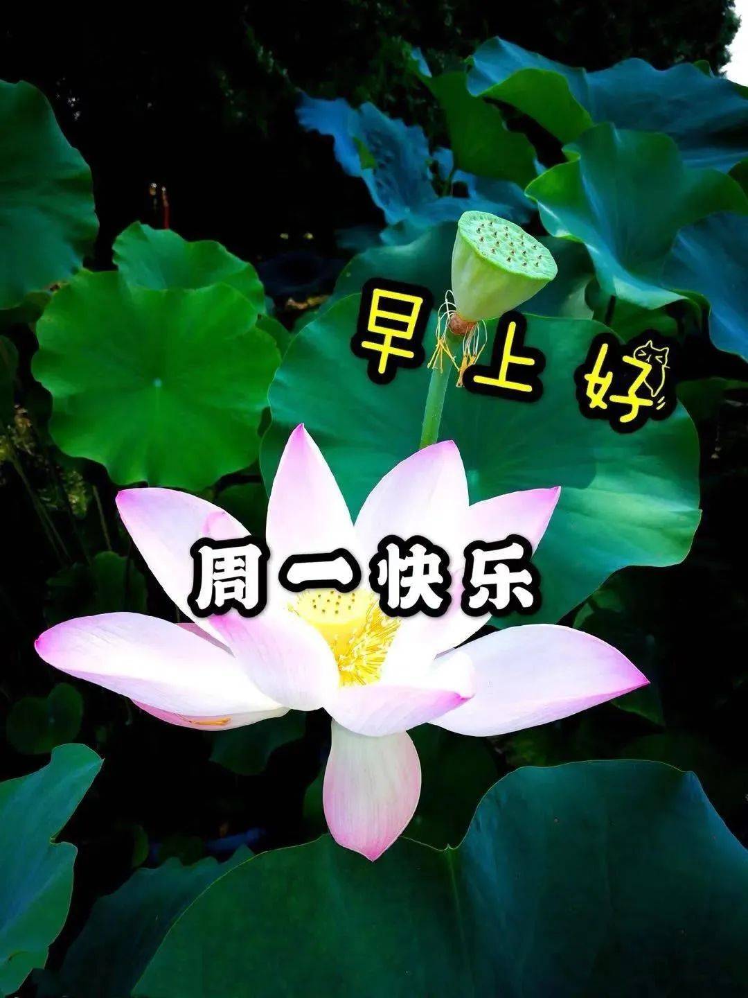 原创2022早安问候祝福语录短信大全夏天早上好祝福图片带字表情动态