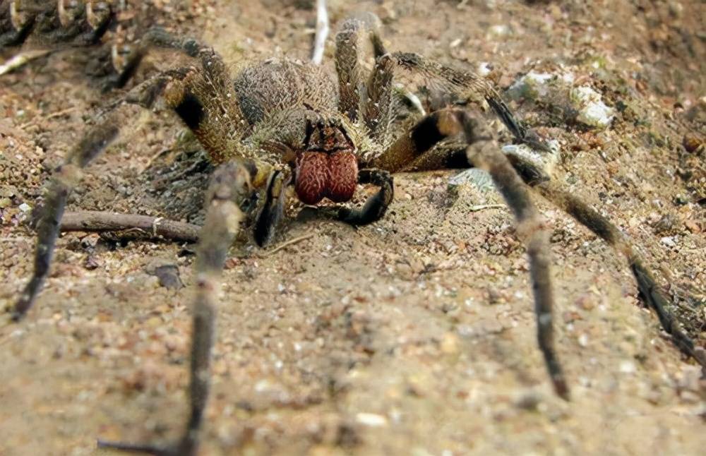 昆蟲界十大頂級高手排名 第三名極其兇狠_棲息地_毒液_蜘蛛