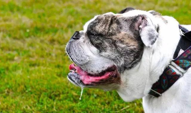 原创八种非常爱流口水的狗狗第一名超乎想象您能接受吗