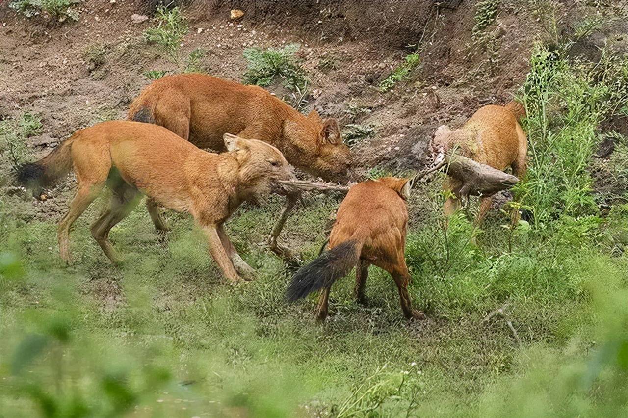 原创30年前在农村常见的红豺狗现如今怎么就比大熊猫还濒危