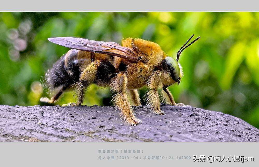 手机昆虫摄影:木蜂,绿芦蜂,彩带蜂,青条花蜂,切叶蜂,熊蜂