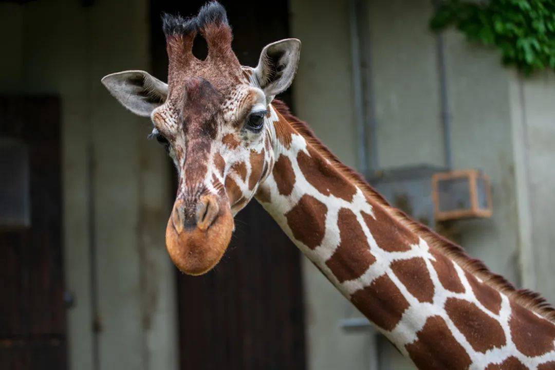 可爱的长颈鹿正经历着"无声的灭绝"