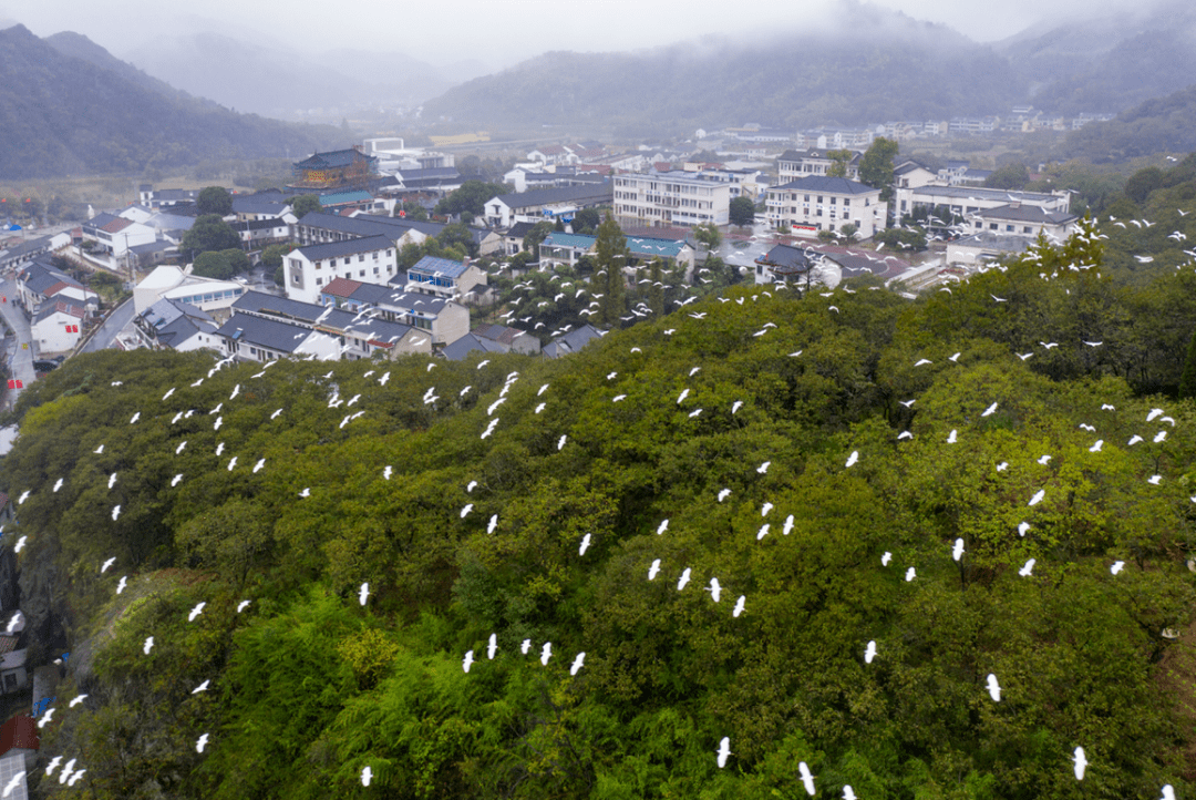 超一万只白鹭在绍兴上空集结_陈溪乡_上虞_候鸟