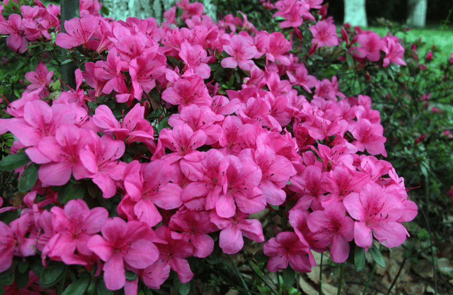 藍妖家庭中的杜鵑花要怎麼養掌握這6點花開翻倍