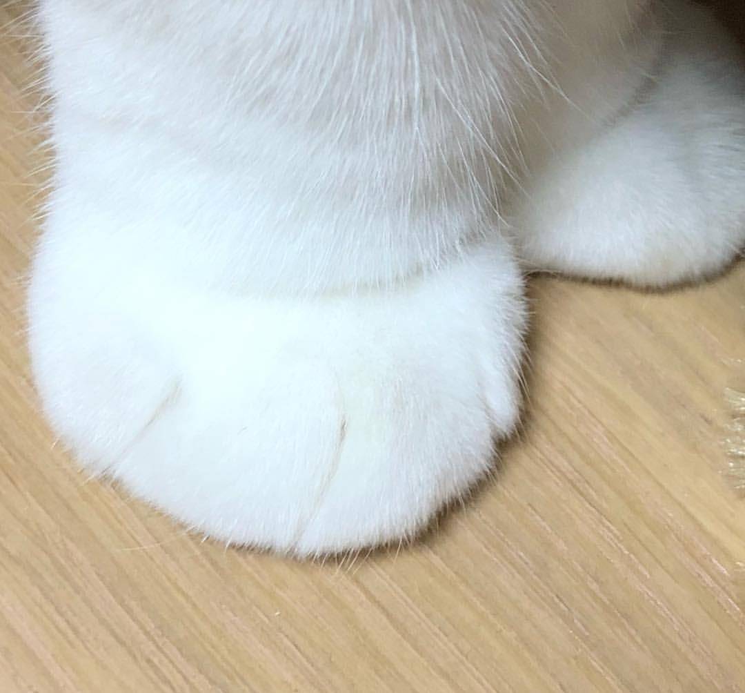 原创可爱猫咪的山竹小萌爪图集老板这样的山竹给我来一筐