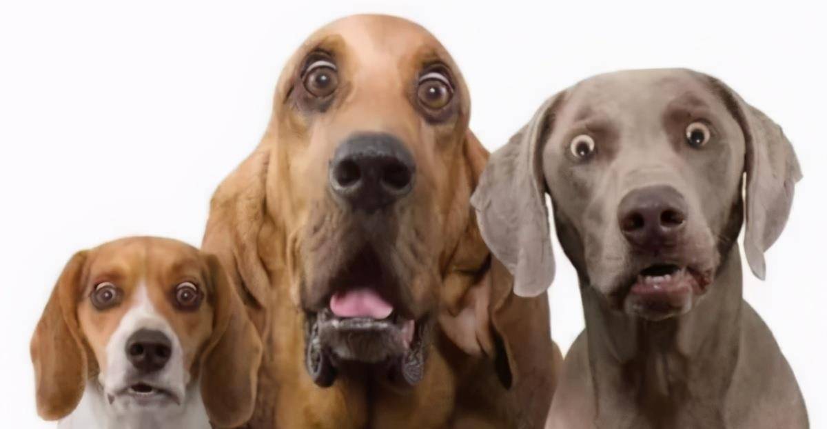 原创你知道狗狗都恐惧什么吗