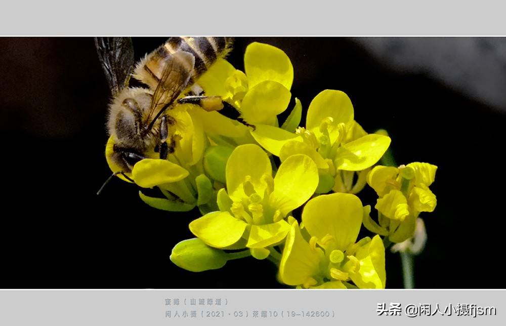 手机昆虫摄影:木蜂,绿芦蜂,彩带蜂,青条花蜂,切叶蜂,熊蜂