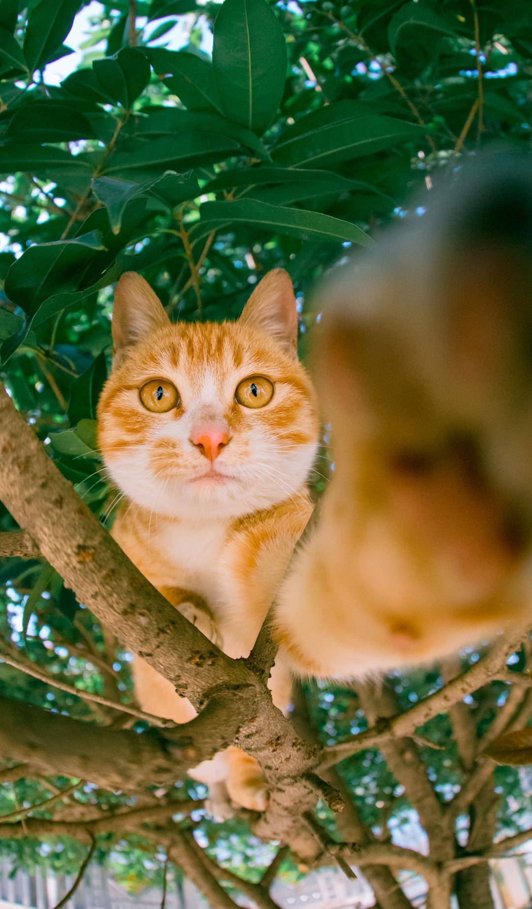 农村里的小橘猫,长得好看又顽皮,上树,刨沙,滚菜园无所不玩!