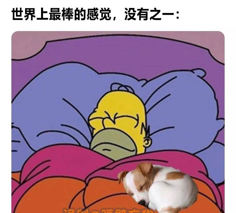 吸了别人家的狗后,我的狗叼着狗窝出走了…_meme_狗狗_傻狗