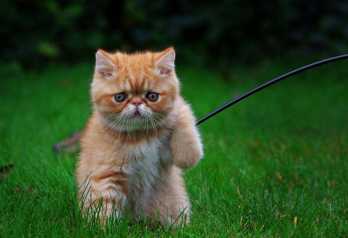 原创快来看看养加菲猫的铲屎官们到底有多难