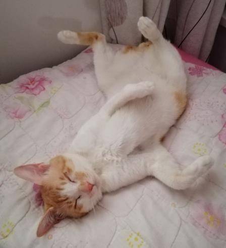 原创猫咪四脚朝天睡觉的照片云吸猫患者勿进我怕你会忍不住要养猫