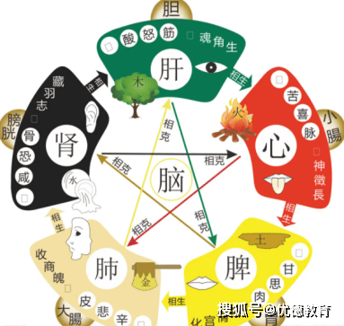 【中药考点】考中药师必备五行图!_顺序_关系_问题