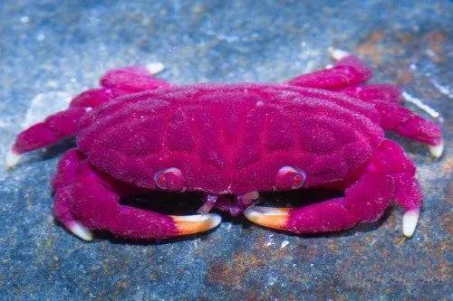 原创34张活久未见的照片粉红色的螃蟹栖息在红海和太平洋珊瑚礁中