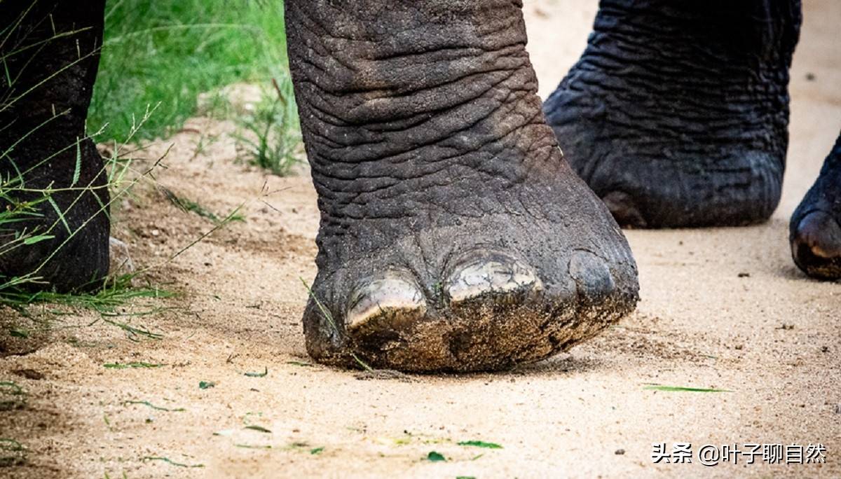 大象跺跺脚,就能够发出震波,传播距离几十公里远,震波通过地面传播到