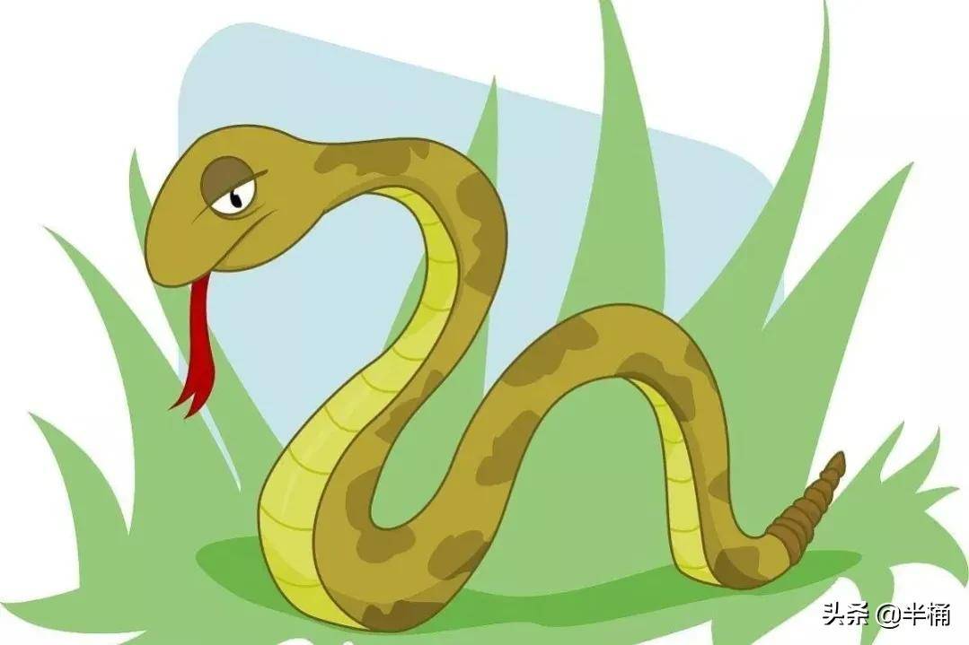 菜花蛇无毒,为什么被称为"百蛇之王"?为什么毒蛇会怕菜花蛇?_体型_王
