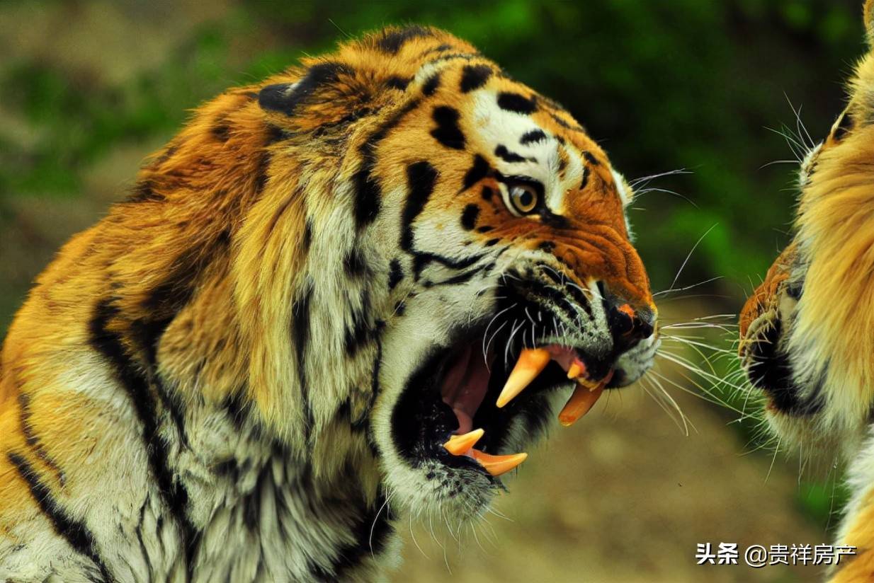 老虎獅子被稱為草原霸主,除了人類以外,幾乎沒有對手,獅子作為群居的