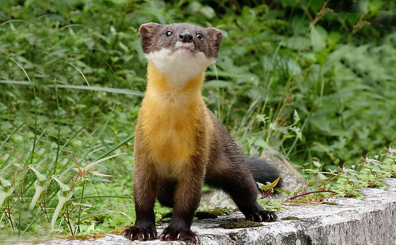 据大量数据观察发现,黄喉貂的食谱非常广泛,像野猪,豹猫,斑羚等,都会