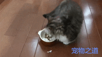 这只小猫咪好搞笑，吃着吃着猫粮，突然停下来做了一个奇怪动作