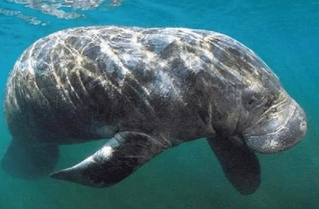 一个物种从被发现到灭绝需要多久?特斯拉大海牛:只需要26年