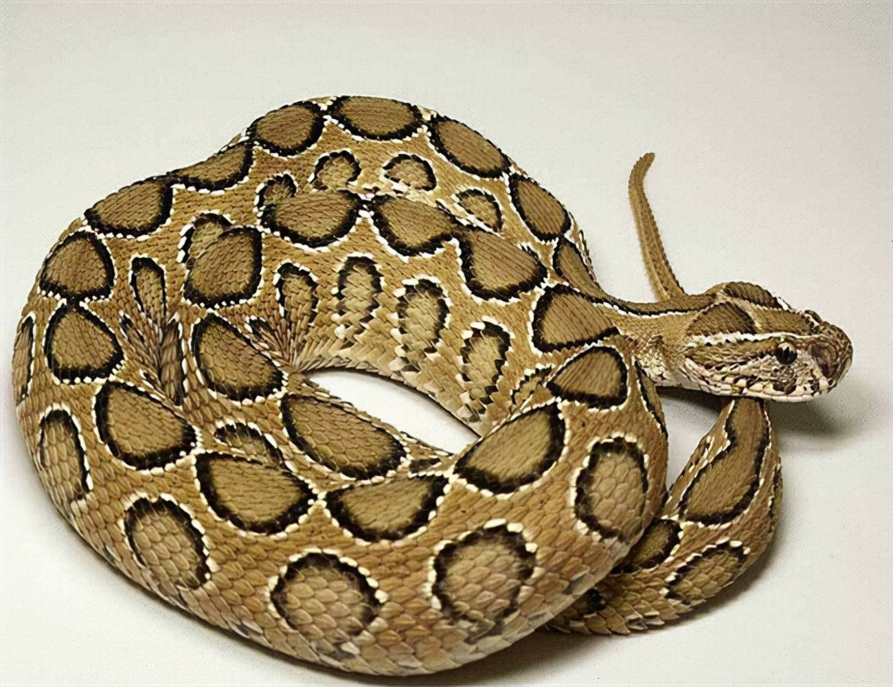 被称"百步金钱豹",咬伤率还很恐怖:圆斑蝰_猎物_进行_南方