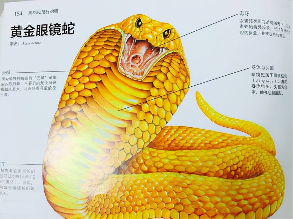 眼镜王蛇简笔画 黄金图片
