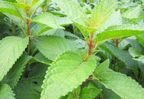 草"的野草,有很好的利湿退黄功效,是治胆囊炎的良药_效果_中草药_交流