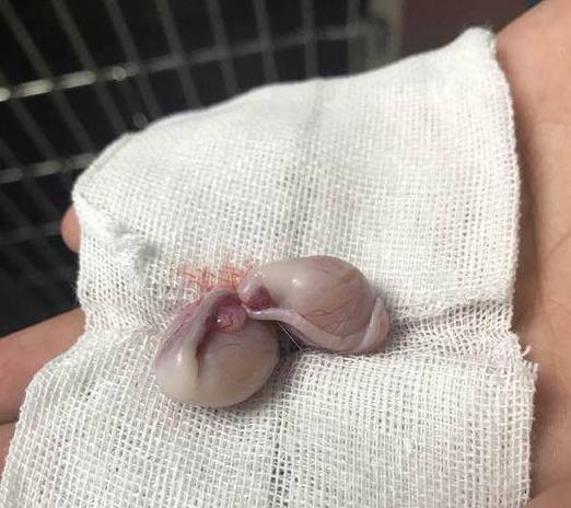 彻底和蛋蛋告别,做了绝育的猫咪,在正常宠物面前会有性格变化?