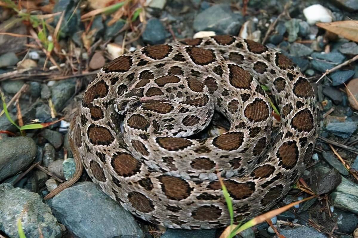 原创泰国圆斑蝰有多毒被咬伤者宁愿被眼镜蛇咬也不愿意被它咬伤