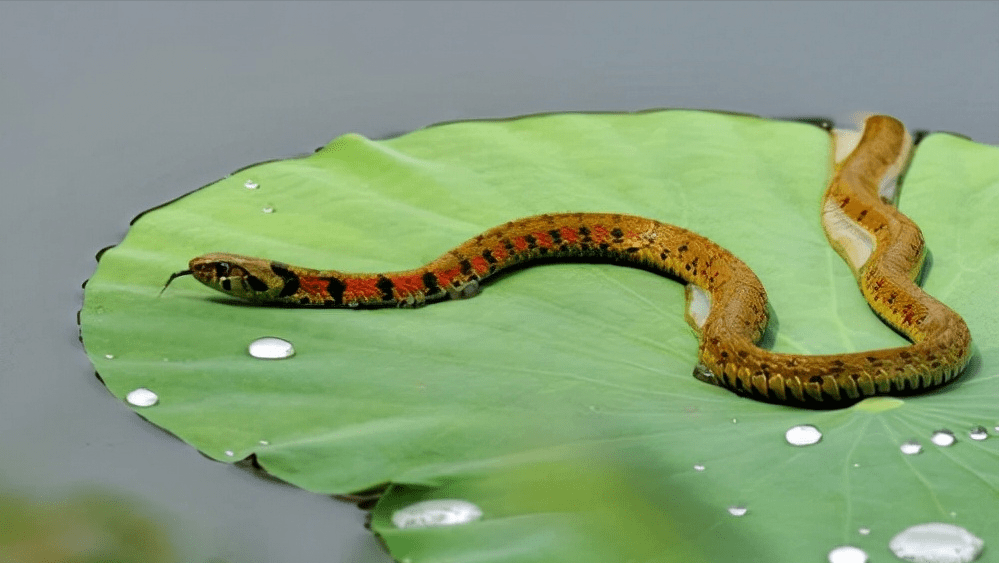 一眼就认出了这条花蛇是"红脖颈槽蛇",俗称"红花野鸡项蛇"