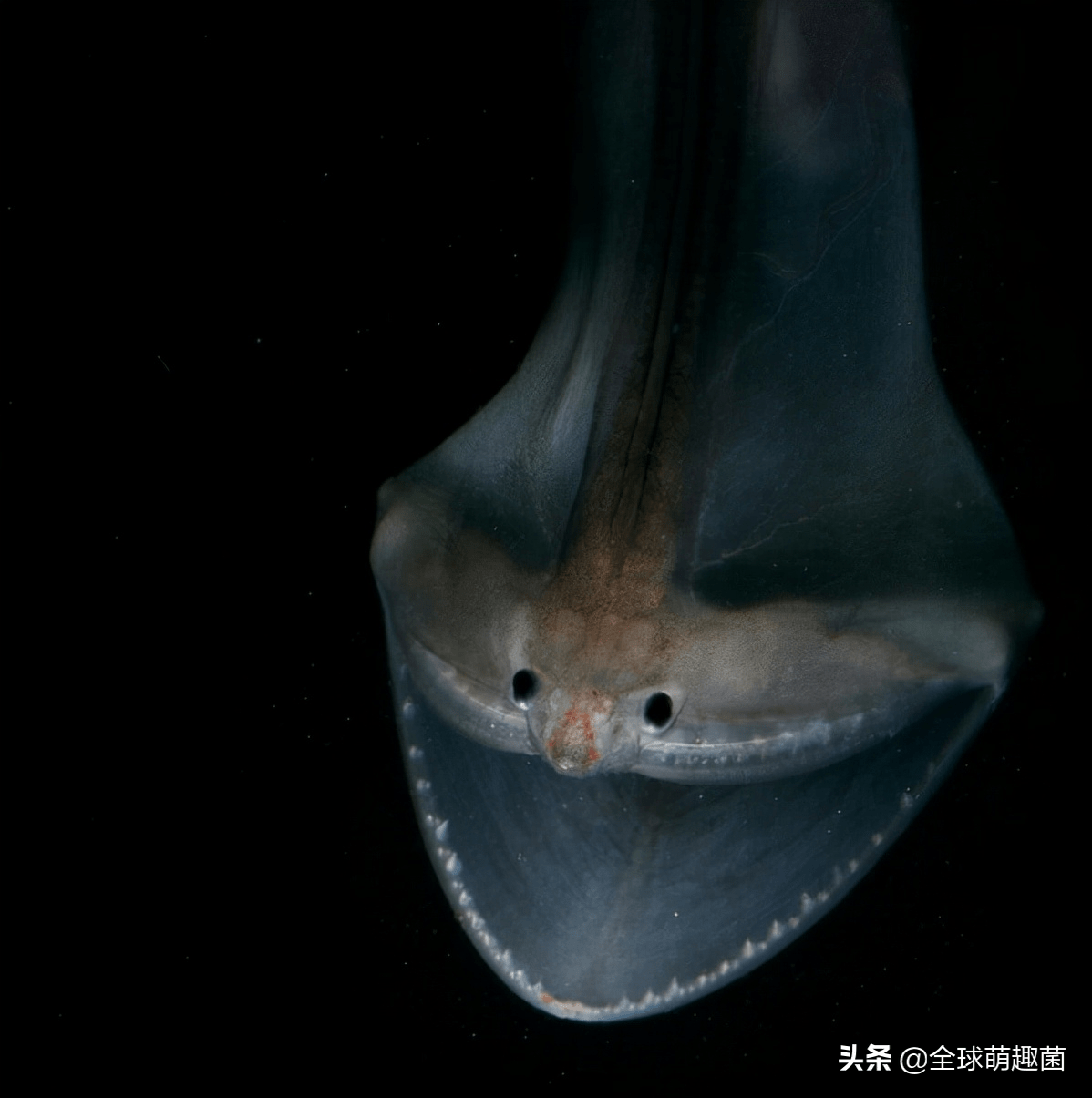 深海动物 长相图片